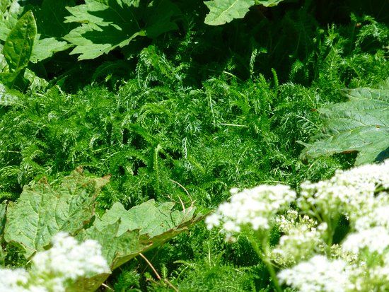 Fiddlehead Nursery